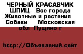 ЧЕРНЫЙ КРАСАВЧИК ШПИЦ - Все города Животные и растения » Собаки   . Московская обл.,Пущино г.